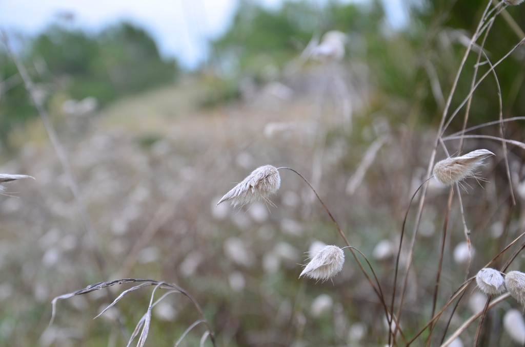 2016-12-10 Bordeaux/Cap Ferret/DSC_0252.JPG